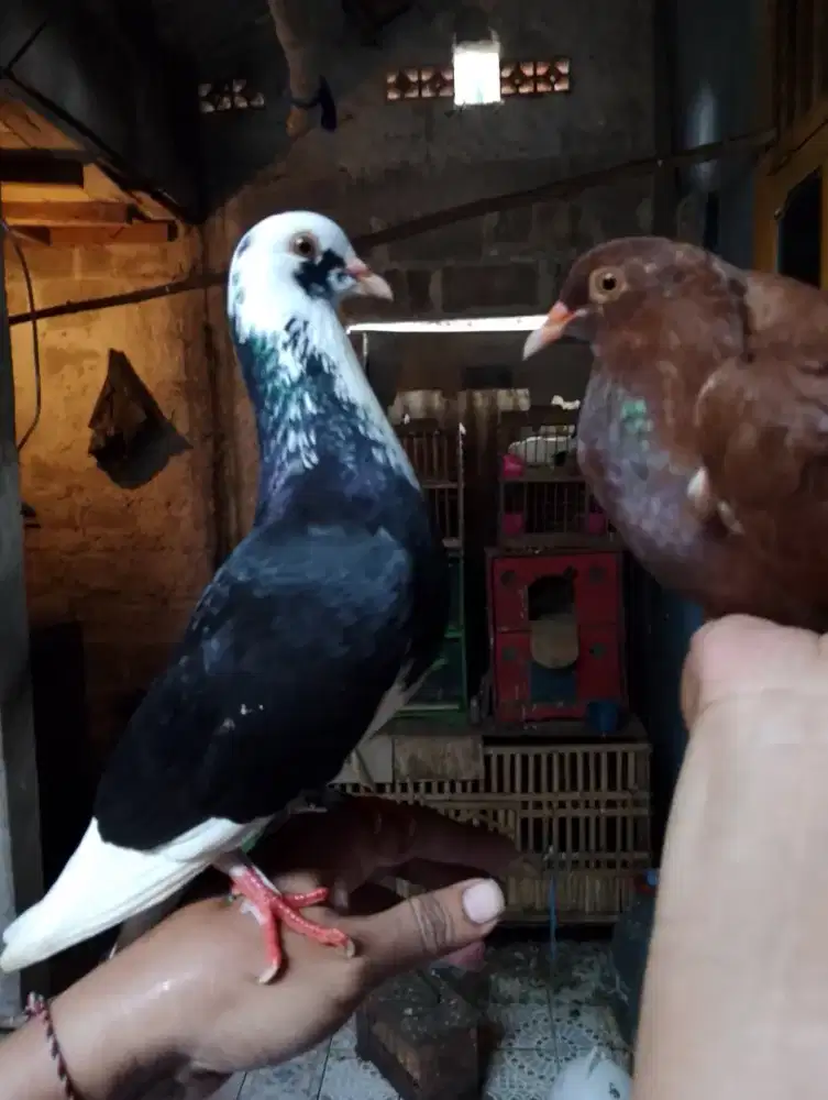 Merpati tomprang dan kolong