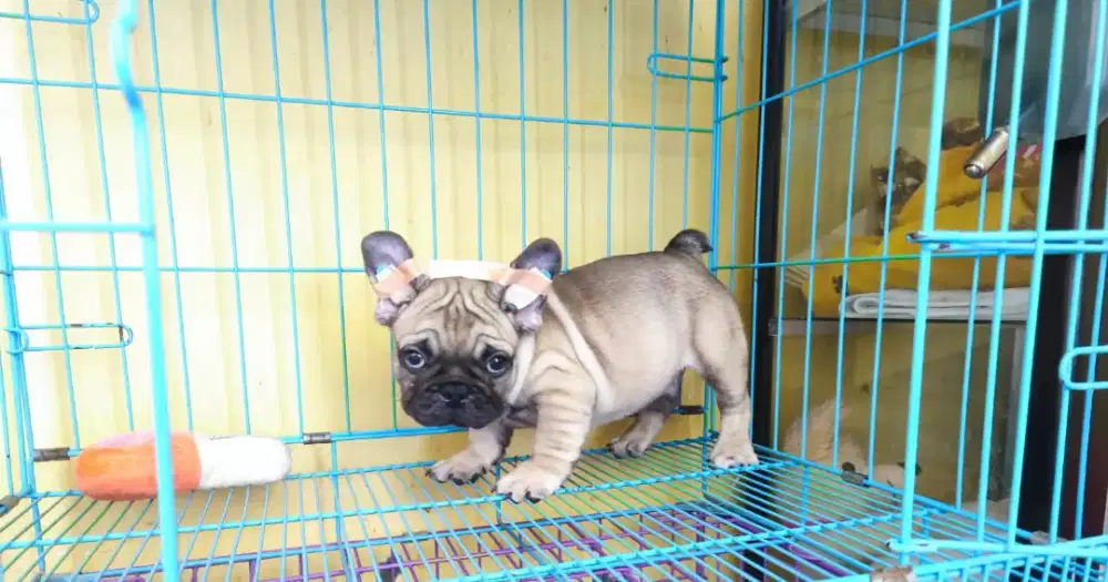 French Bulldog Jantan Kualitas Cucu Import Taiwan