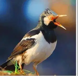 burung jalak suren kalimantan gacor