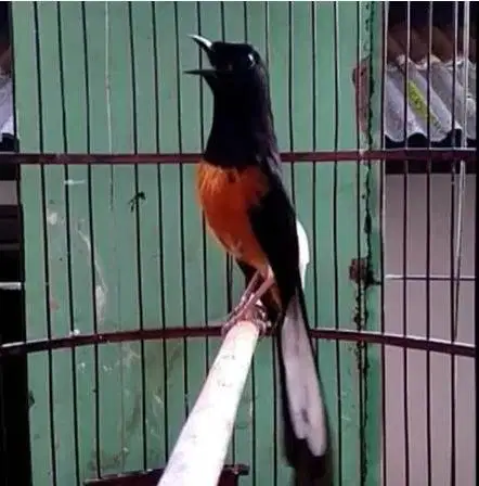burung murai medan jantan gacor banyak pilihan