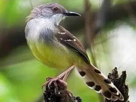 burung ciblek semi cisem rawatan sudah pur sortir jantan