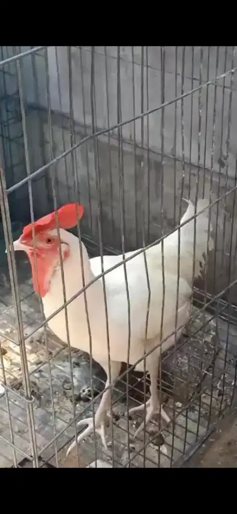 Ayam bekisar putih