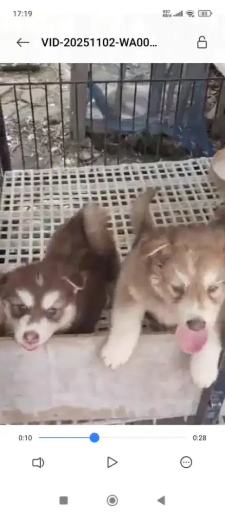 Husky malamut Betina