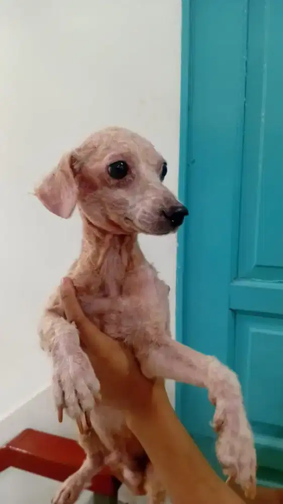 Adopsi 1 poodle (ganti harga pakan aja)