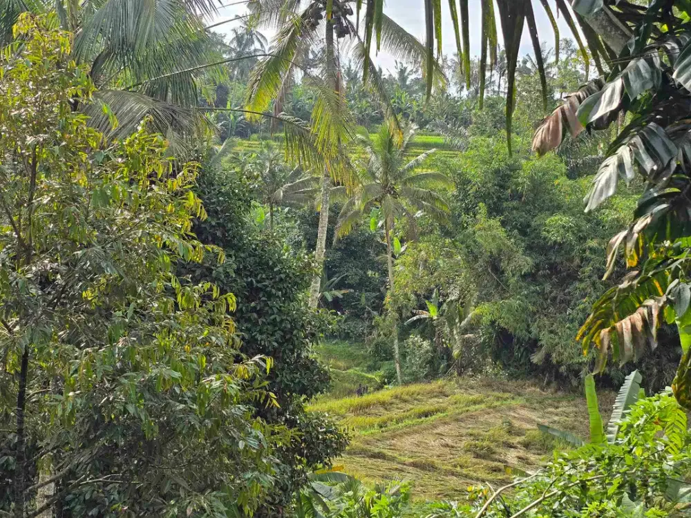 Dijual tanah kebun duruan dan manggis view sawah terasering di bali