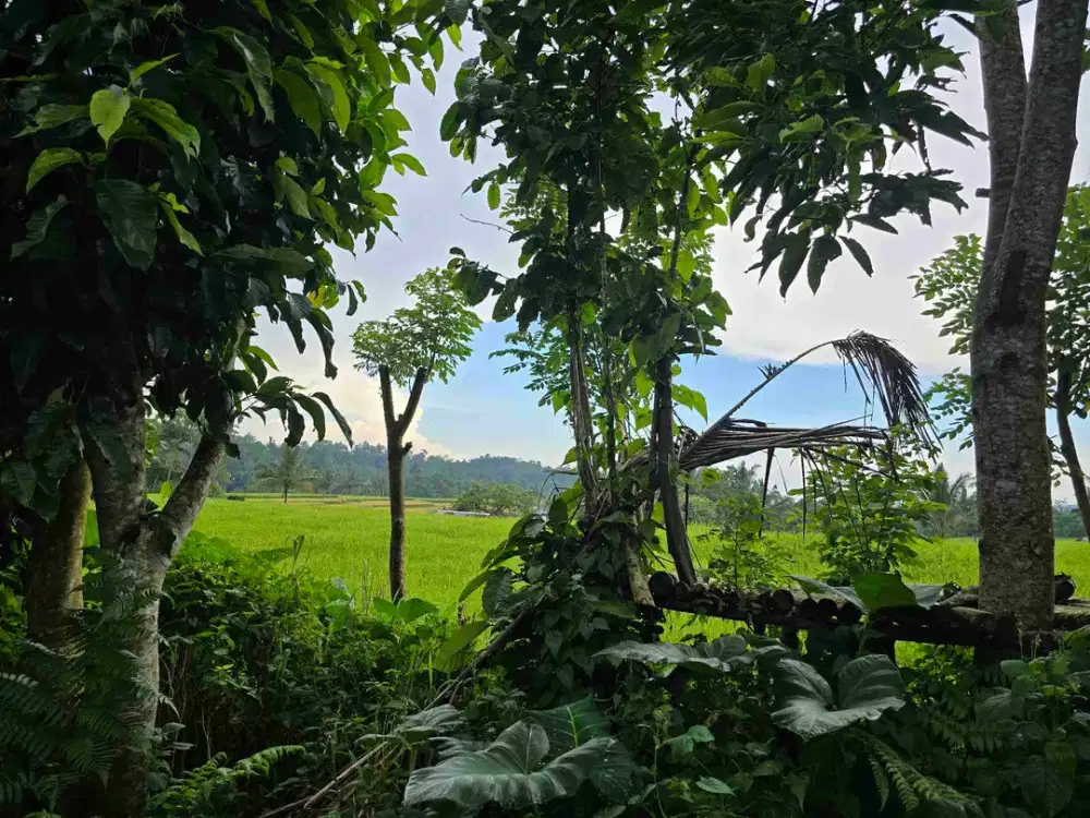 Dijual tanah datar view sawah.bukit dan gunung di tabanan bali