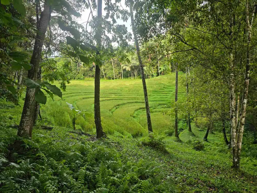 Dijual tanah kebun view sawah terasering di tabanan bali