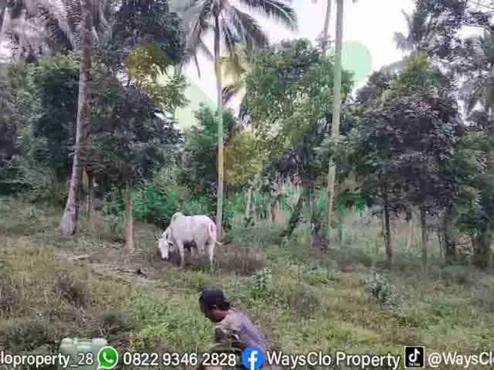 DIJUAL CEPAT TANAH PETERNAKAN MURAH DAERAH TOMOHON, HARGA DI BAWAH PASARAN