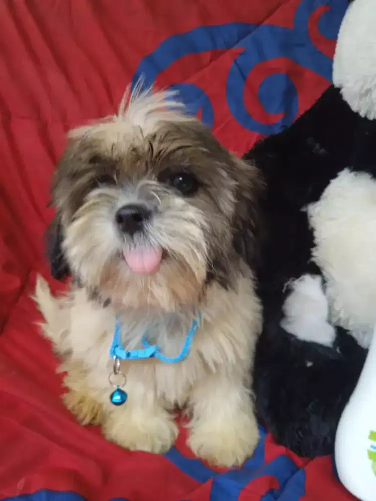 Anjing puppy shintzhu jantan 3bln