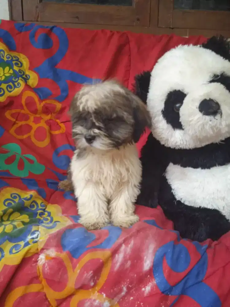 #anjing puppy shintzhu betina 3bln