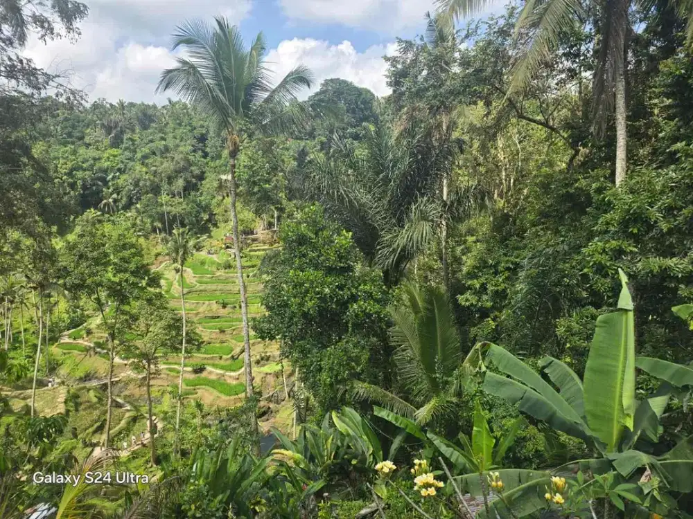Dijual Tanah 7 Are Tegalalang, Ubud