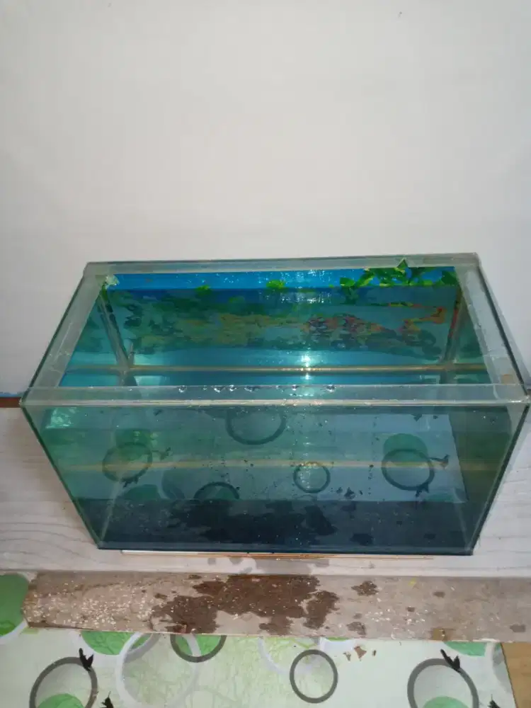 Akuarium Kaca 3 mili