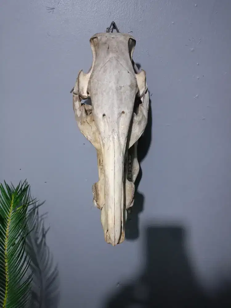 Tengkorak kepala babi hutan