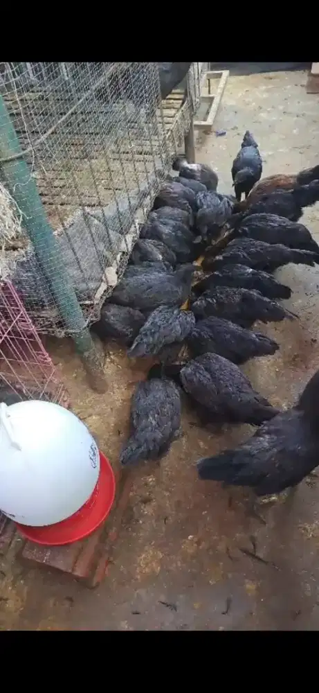 Ayam kampung hidup/ayam bekakak/ayam kampung dedara siap potong