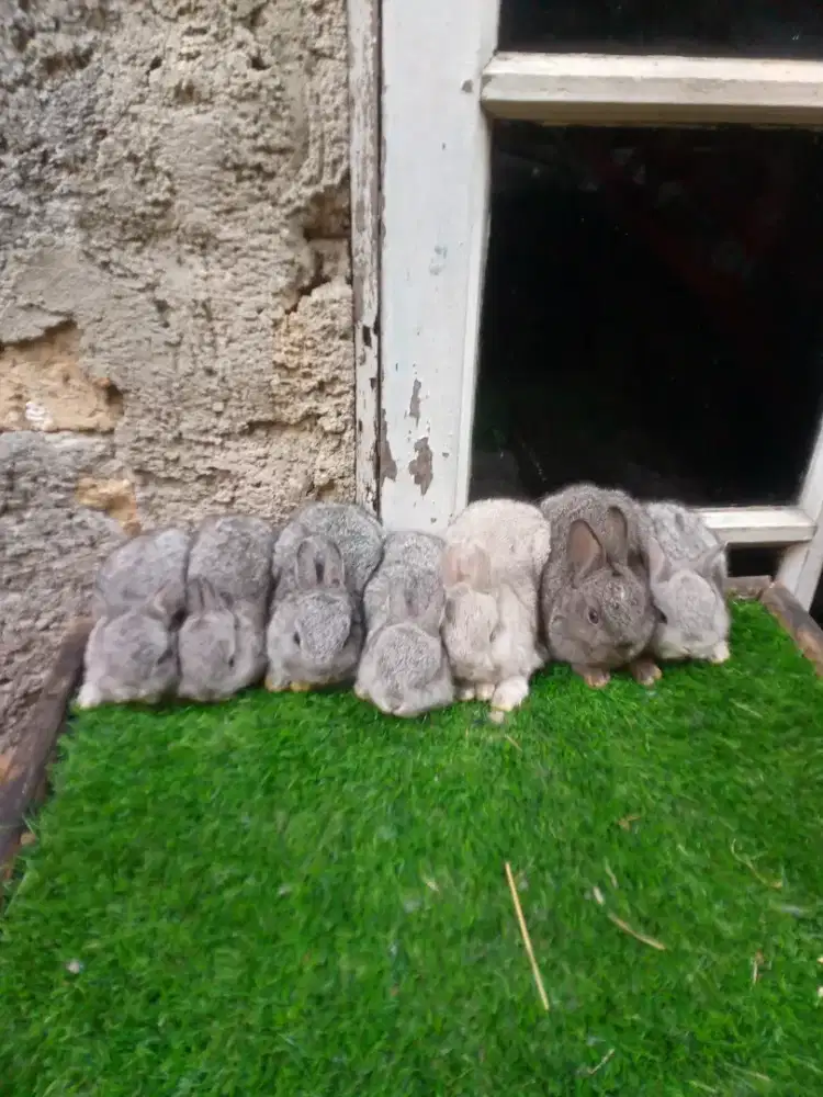 Kelinci Netherland dwarf chinchilla