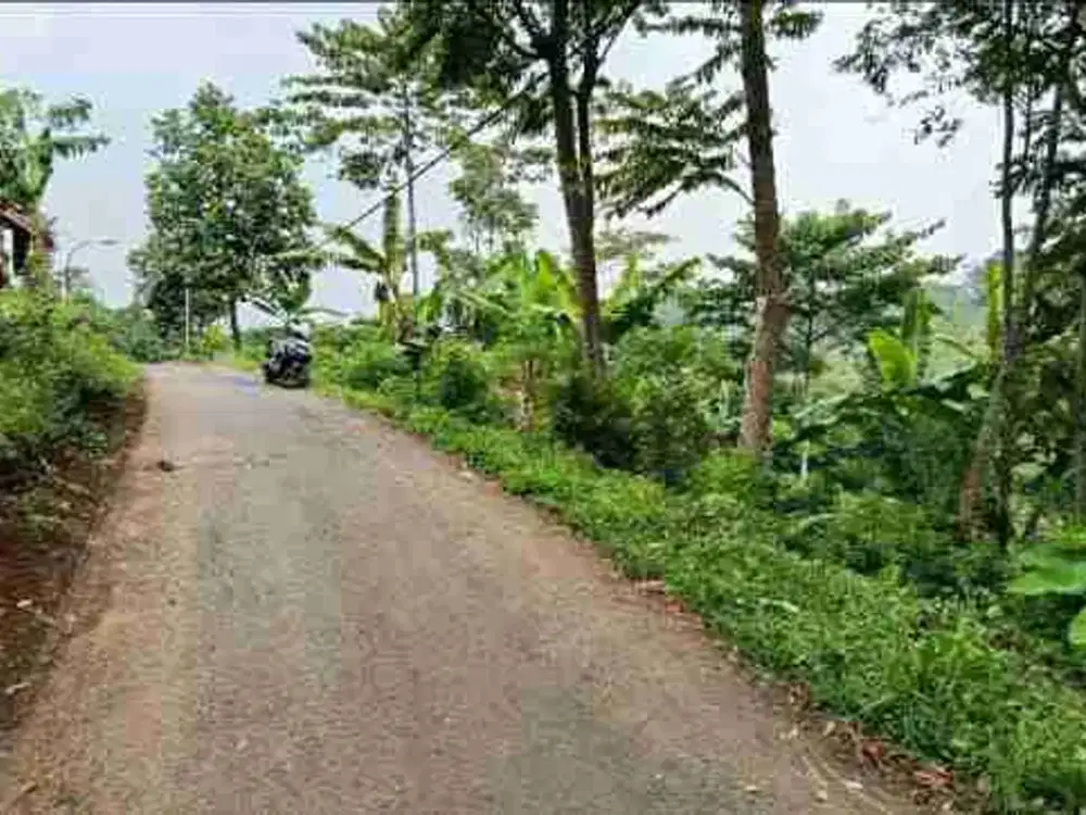 Di jual Lelang Tamah paku haji cocok untuk Villa