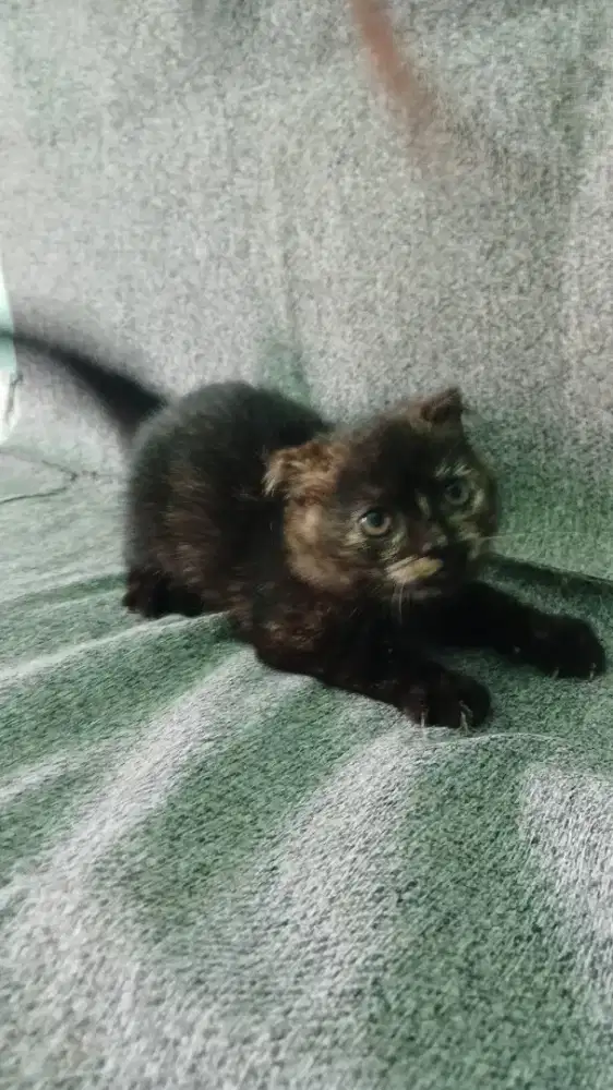 Kucing Betina SCOTTISH Single Fold PURE 3 bulan