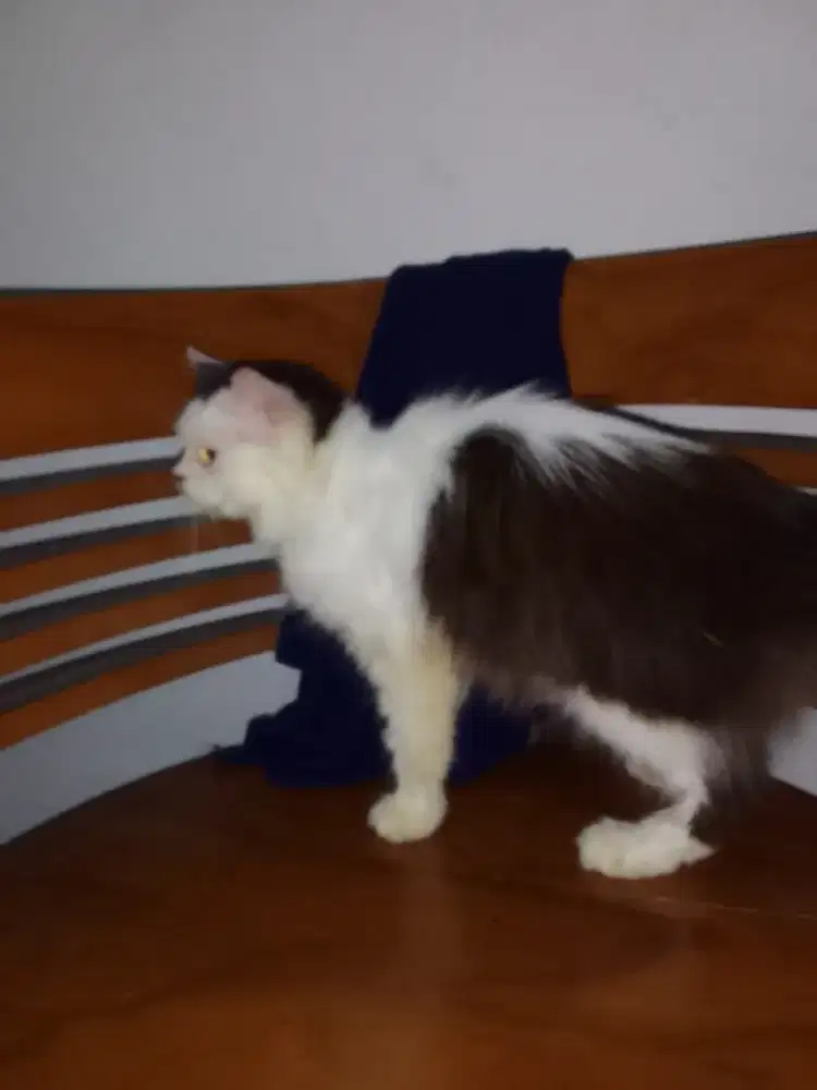 OPEN ADOPSI KITTEN PERSIA HITAM PUTIH