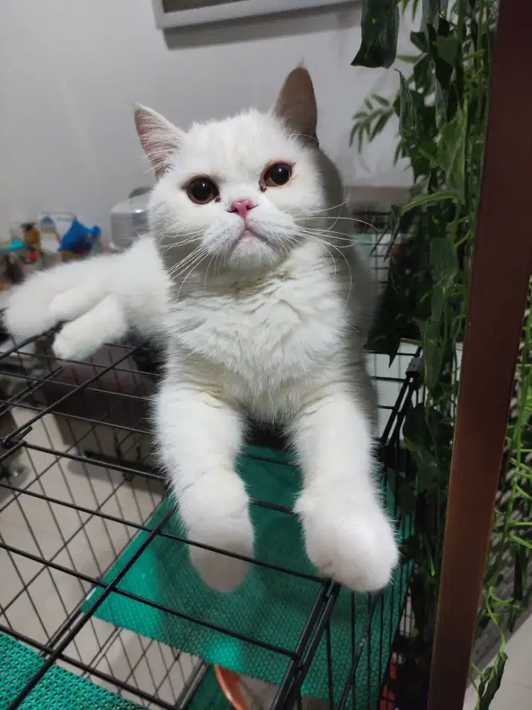 Kucing Exo putih solid