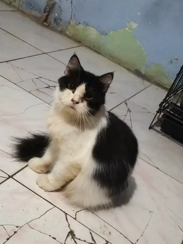 Kucing Persia betina