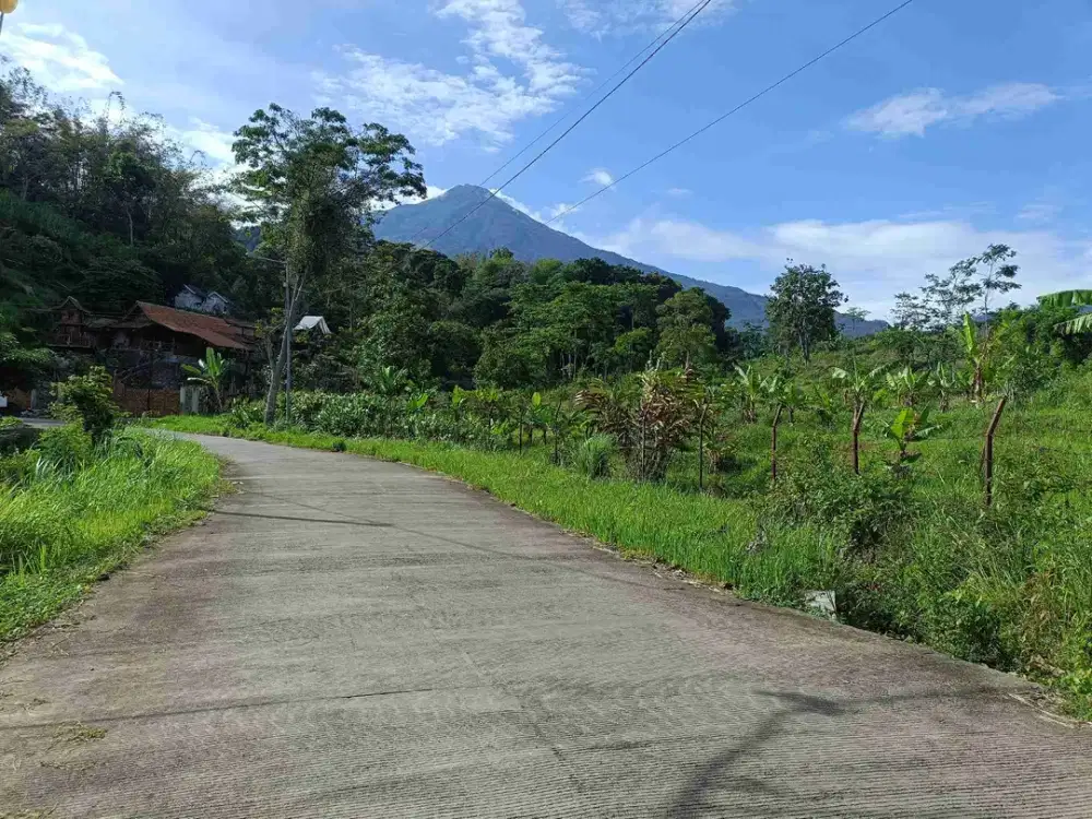 TANAH PACET MEPET HUTAN CEMARA SEJUK ADEM