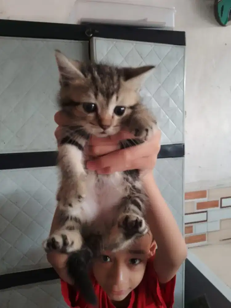 Kitten Persia Medium