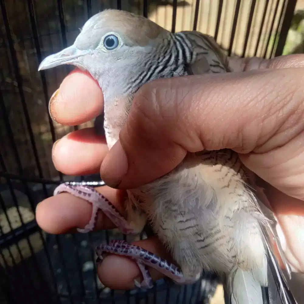 burung perkutut lokal