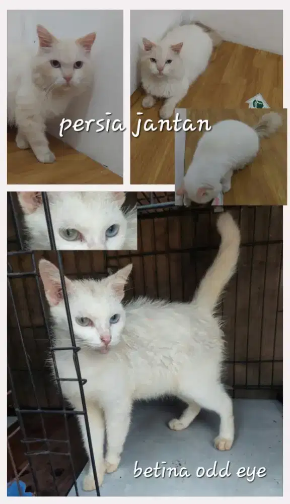 Kucing betina odd eye putih