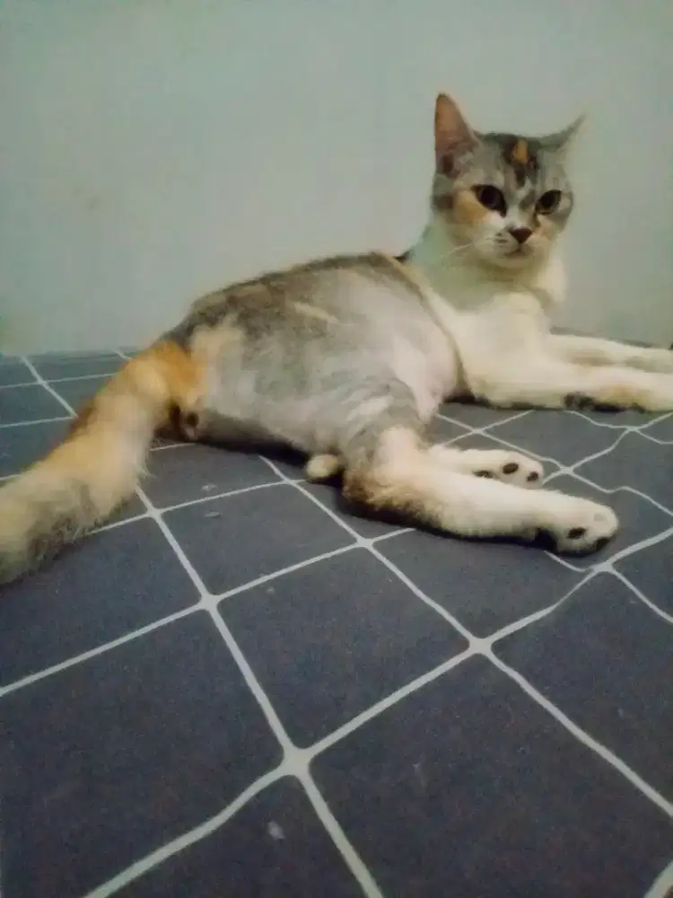 Lepas Adopt Kucing Betina Hamil