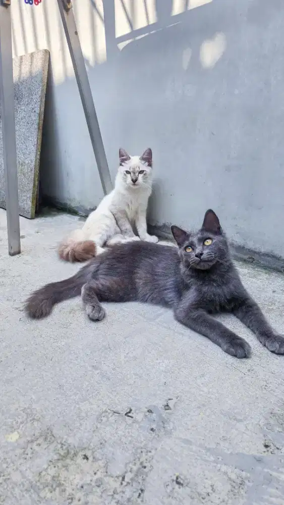 Lepas Adopt Kitten lucu, aktif dan friendly