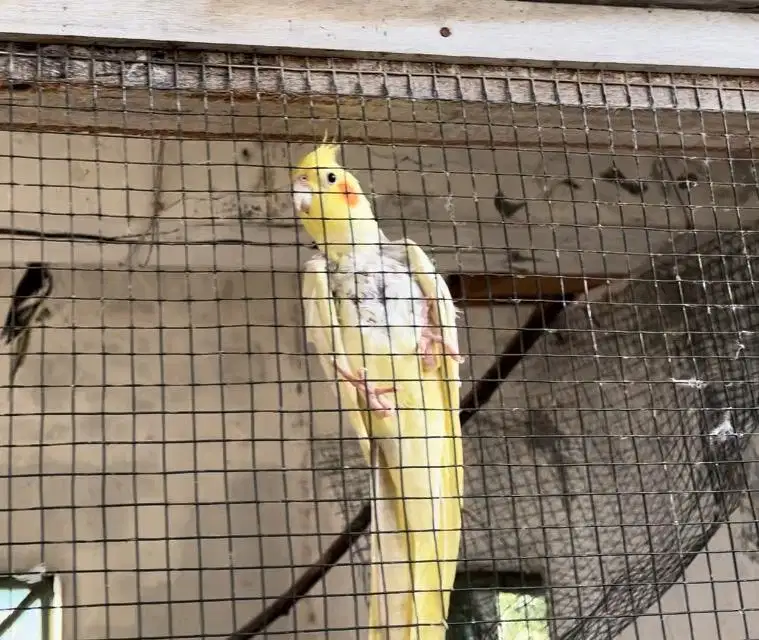 Parkit Australia Falk | Burung parkit