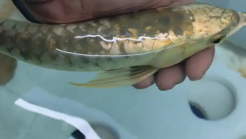 Crossback golden 24k arowana ITL arwana itl