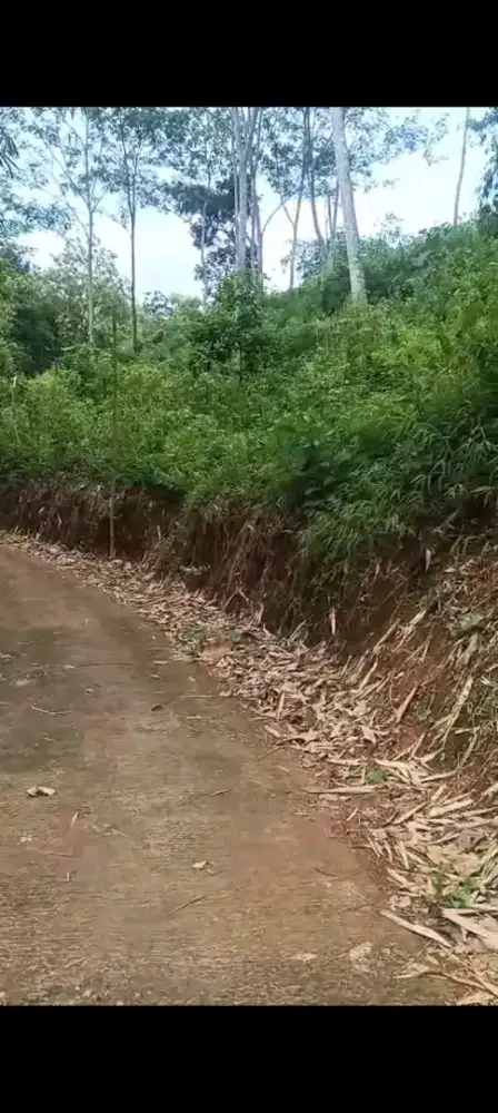 Jual tanah lokasi ngargoyoso akses jln mobil lt 2300m hrg 350jt nego