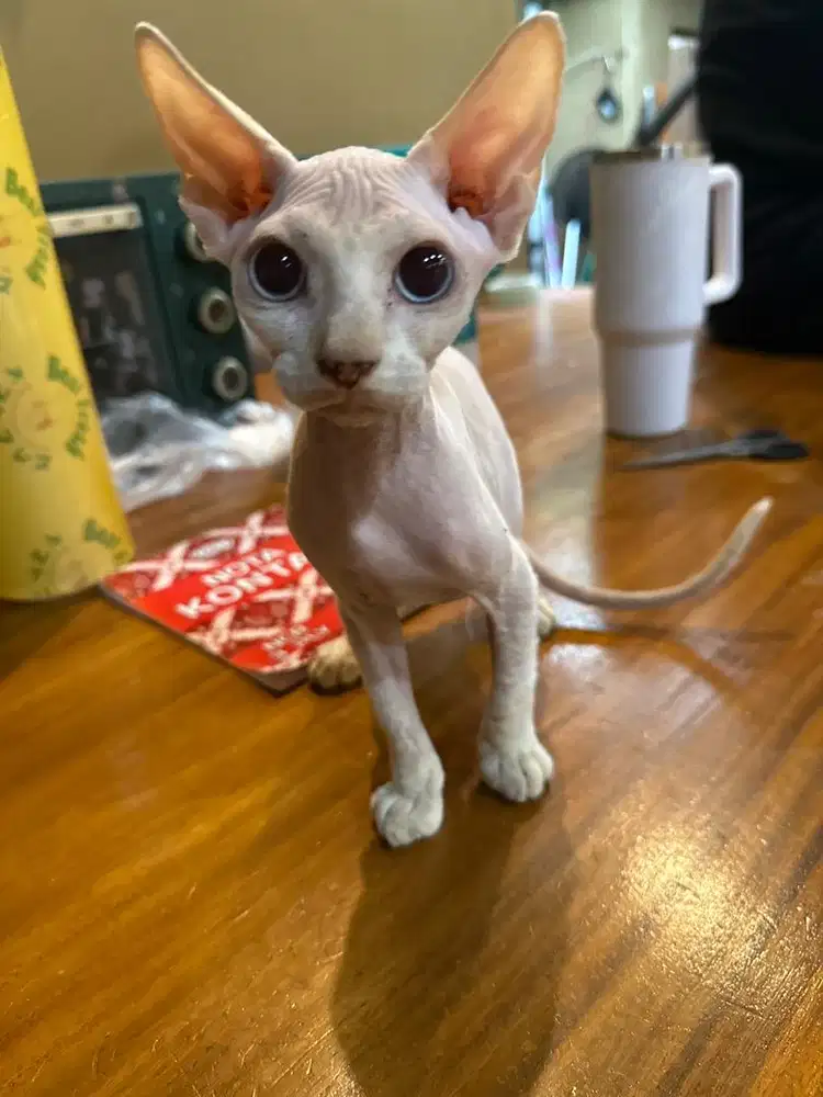 sphinx cat male