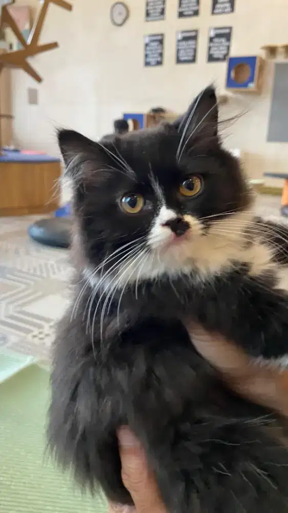 British longhair bicolor black/ British shorthair tortie female kitten