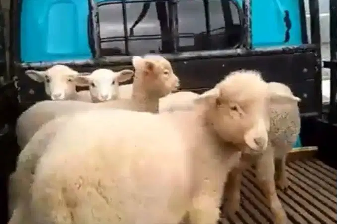 4 ekor cempe anakan domba merino 4 bulan 1 jantan 3 betina siap ternak