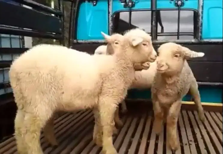 paketan 4 ekor anakan domba merino super 1 jantan 3 betina 4 bulan top