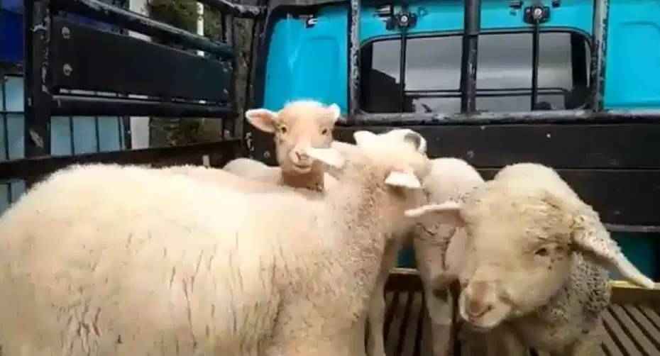 4 ekor cempe anakan domba merino super 4 bln 1 jantan 3 betina rawatan