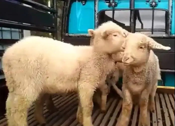 4 ekor cempe anakan domba merino 4 bln 1 jantan 3 betina superan puas