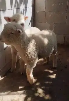 4 ekor cempe domba merino anakan 4 bln 1 jantan 3 betina superan puas