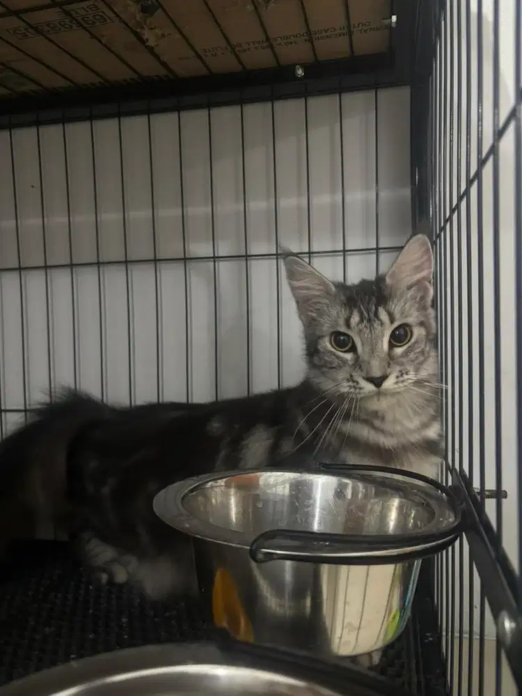 MAINECOON SILVER TABBY