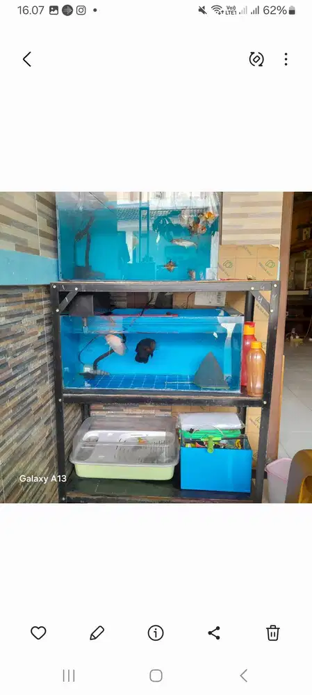 Jual semua hobby ikan wajib angkut