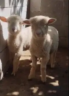 4 ekor anakan cempe domba merino super 4 bln 1 jantan 3 betina rawatan