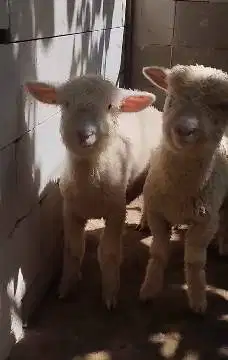 4 ekor anakan cempe domba merino 4 bln 1 jantan 3 betina super rawatan