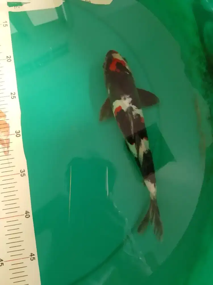 Ikan koi jenis Showa Doitsu pola original 27cm