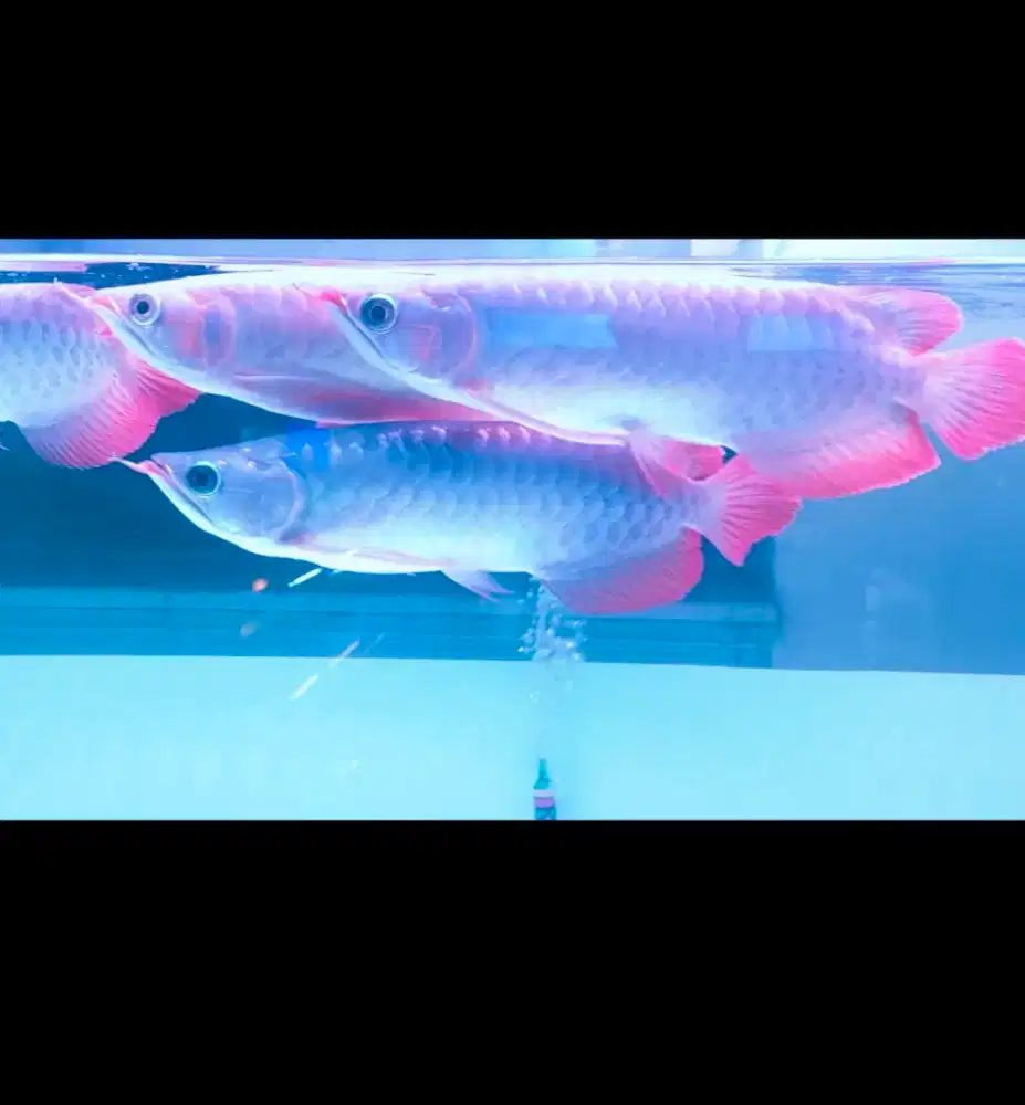 arwana super red Comtank