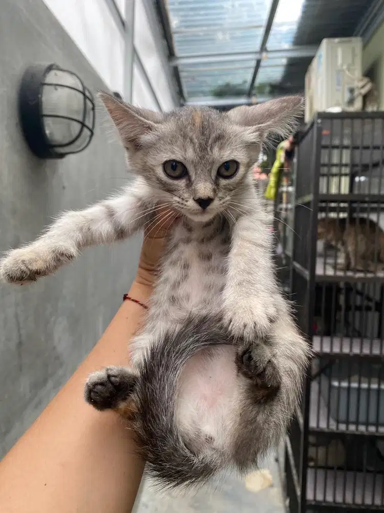 Open Adop Kucing mixdon lucu