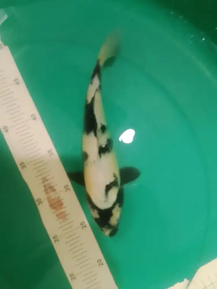 Ikan koi jenis Shiro 30cm bagus pola