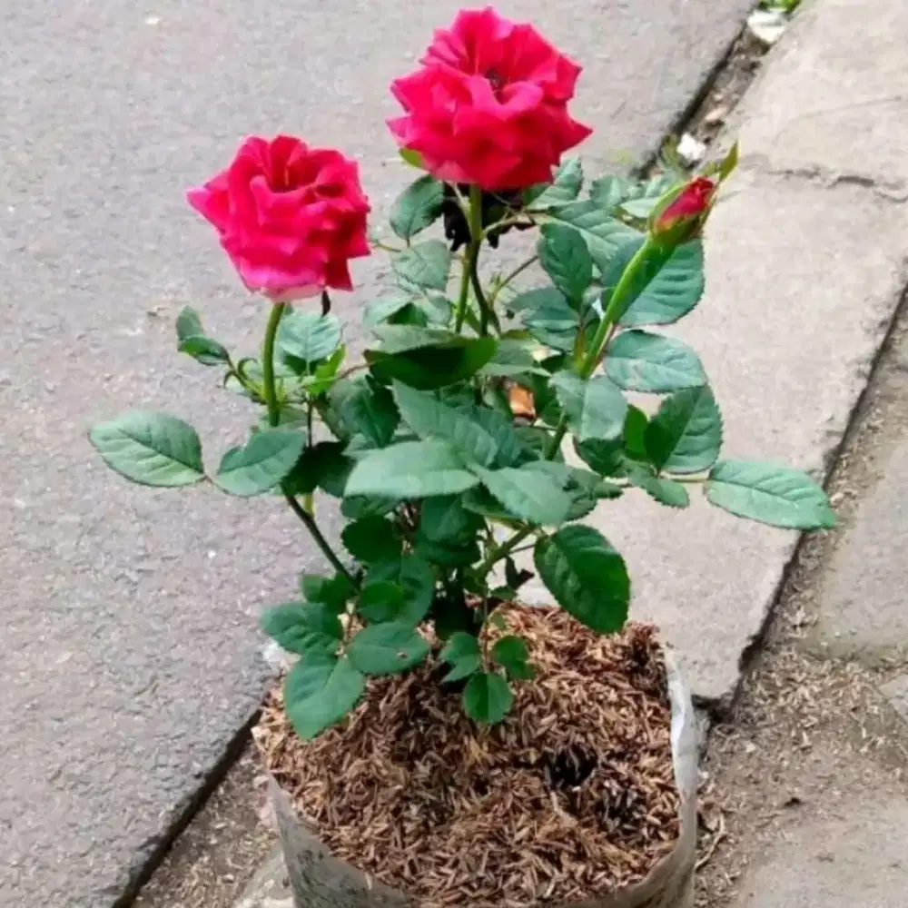 Bunga mawar asli (Beraneka warna cantik-cantik) Original