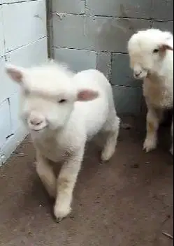 4 ekor cempe anakan domba hias merino 4 bln 1 jantan 3 betina jamin ok